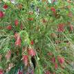 Callistemon viminalis Dawson River Weeper