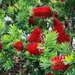 Callistemon viminalis Little John