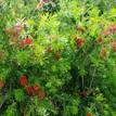 Callistemon viminalis Wildfire