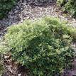 Gardenia augusta Radicans Variegated